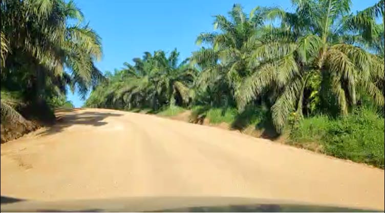 Smooth stabilized plantation road after RP Plus treatment